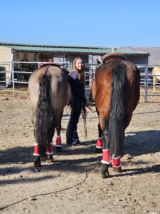 Volunteer Rachael holding Zara(right) and Jager (left) during our Christmas photo fundriser.